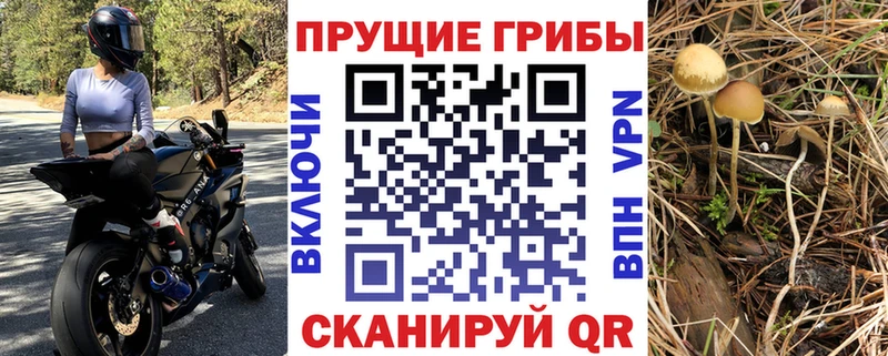 kraken онион  дарнет шоп  Калининград  Псилоцибиновые грибы Cubensis 